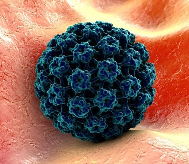 3D model of HPV that causes warts on the hands