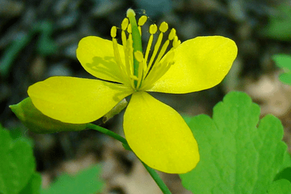 celandine herb flower for papilloma removal